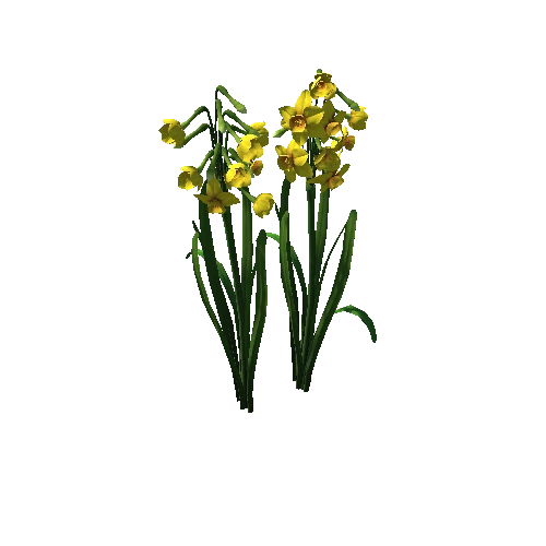 Flower Narcissus tazetta2